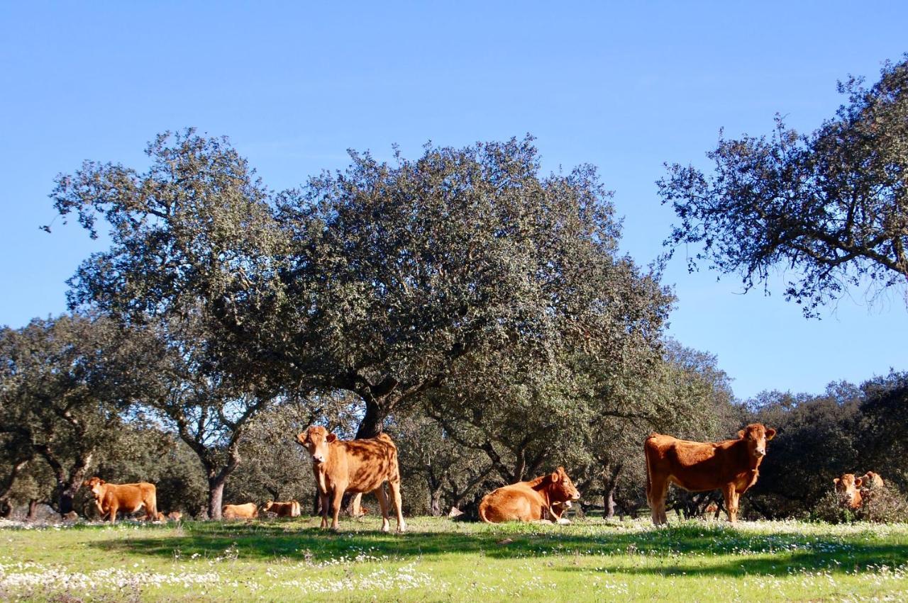 Herdade Da Burquilheira Family Retreat Alcáçovas Buitenkant foto
